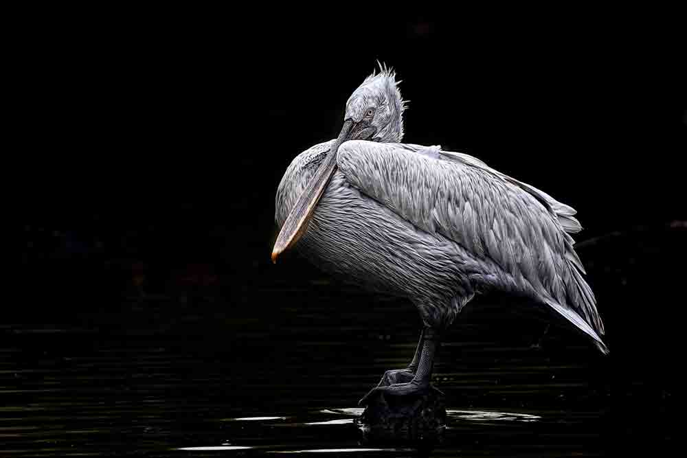 Der-Wächter-der-Stille-Zarte-Melodie - Bildkunst als limitierte Kunst, Fine-Art